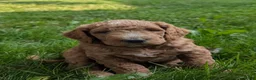 Goldendoodle dogs for sale: Carson  - Ad 4