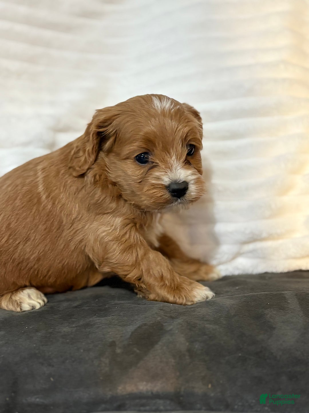Cockapoo dogs for sale: Jaylyn - Ad 5