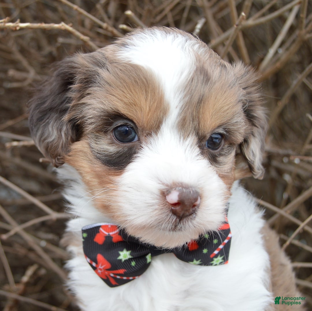 Mini Aussiedoodle dogs for sale: Toy Angel - Ad 18
