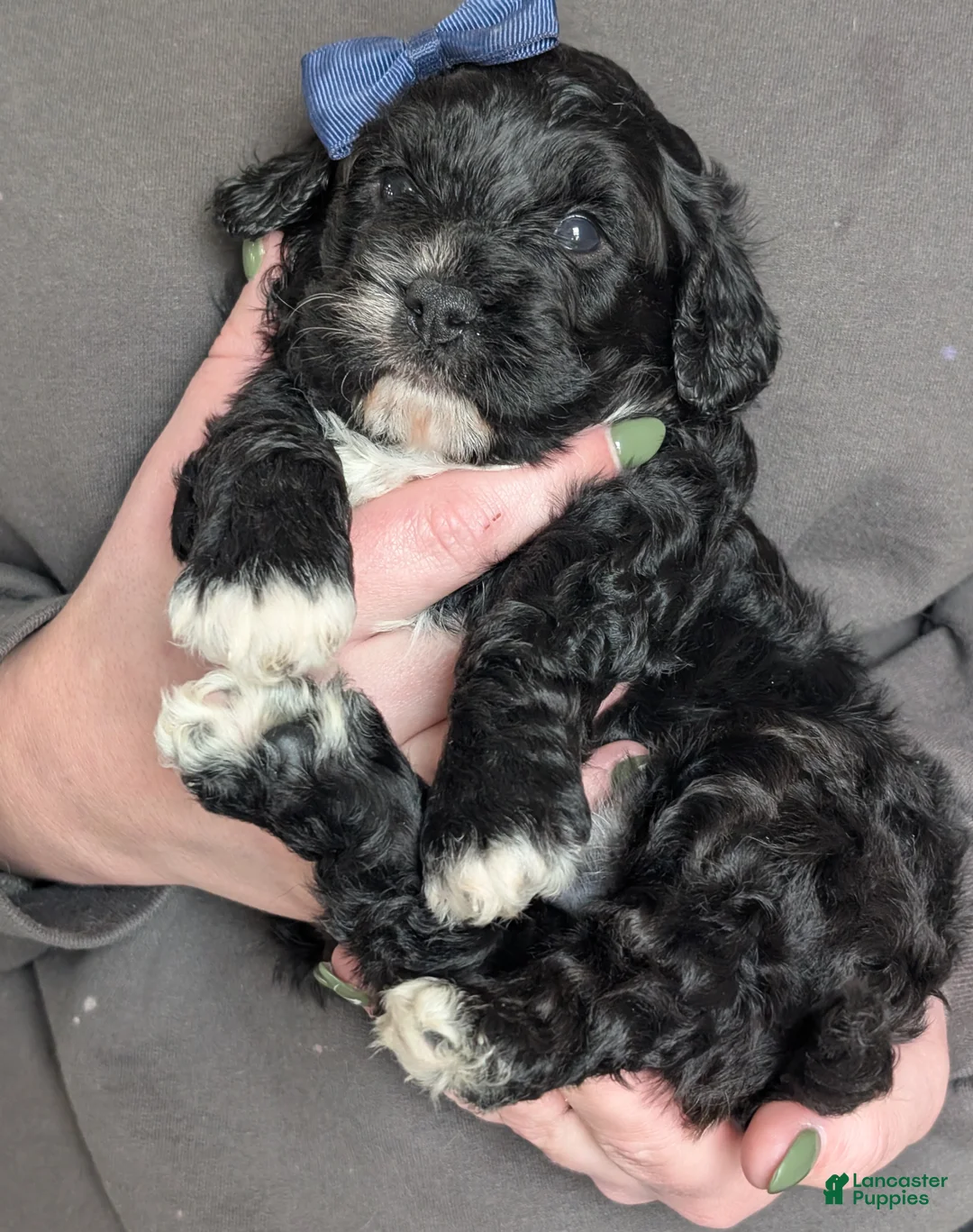 Cavapoo dogs for sale: Jake - Ad 11
