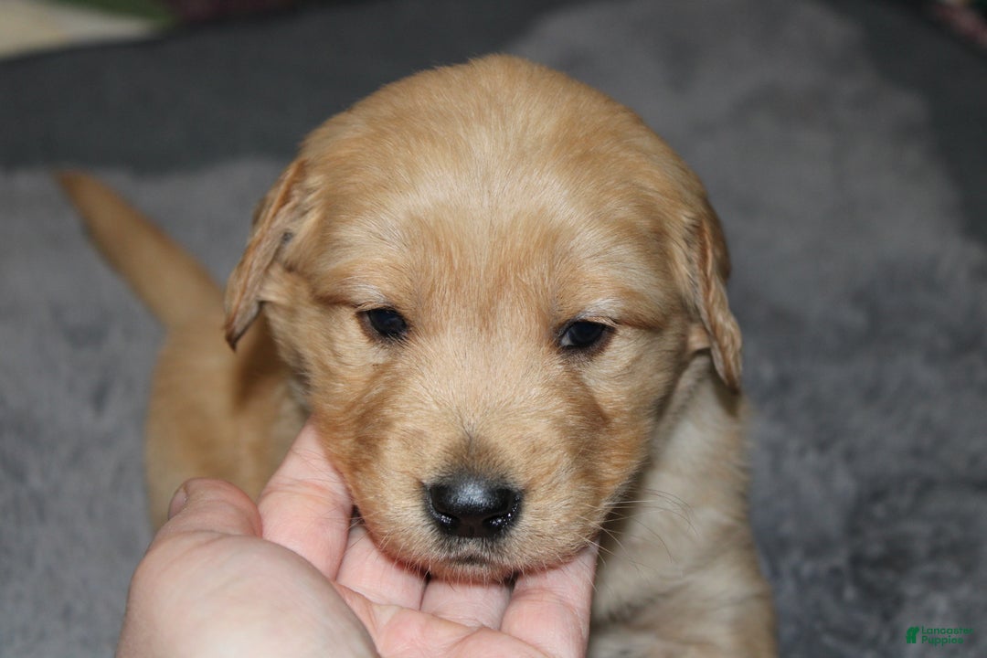 Golden Retriever dogs for sale: Farrah - Ad 2