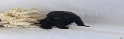 Affenpinscher dogs for sale: LLW JAMES - Ad 2