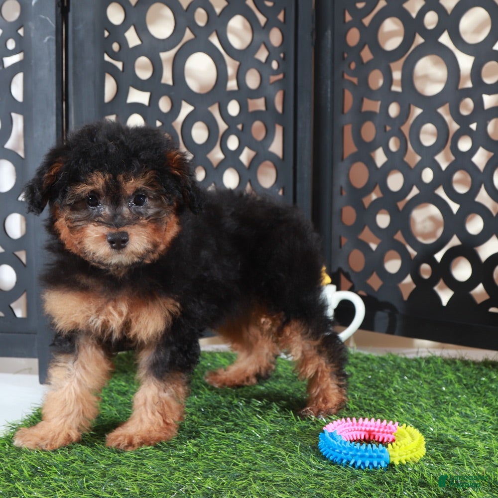 Aussiedoodle dogs Callie Sweet F1B Mini Aussiepoo Puppy - Ad 1