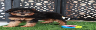 Callie Sweet F1B Mini Aussiepoo Puppy
