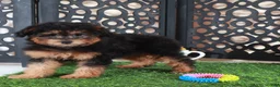Aussiedoodle dogs for sale: Callie Sweet F1B Mini Aussiepoo Puppy - Ad 1