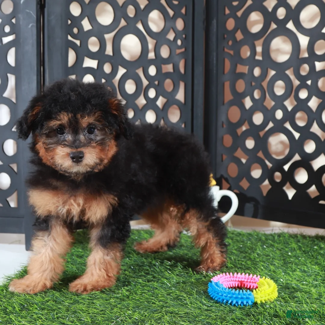 Aussiedoodle dogs for sale: Callie Sweet F1B Mini Aussiepoo Puppy - Ad 1