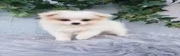 Pomeranian dogs for sale: Sage  - Ad 5