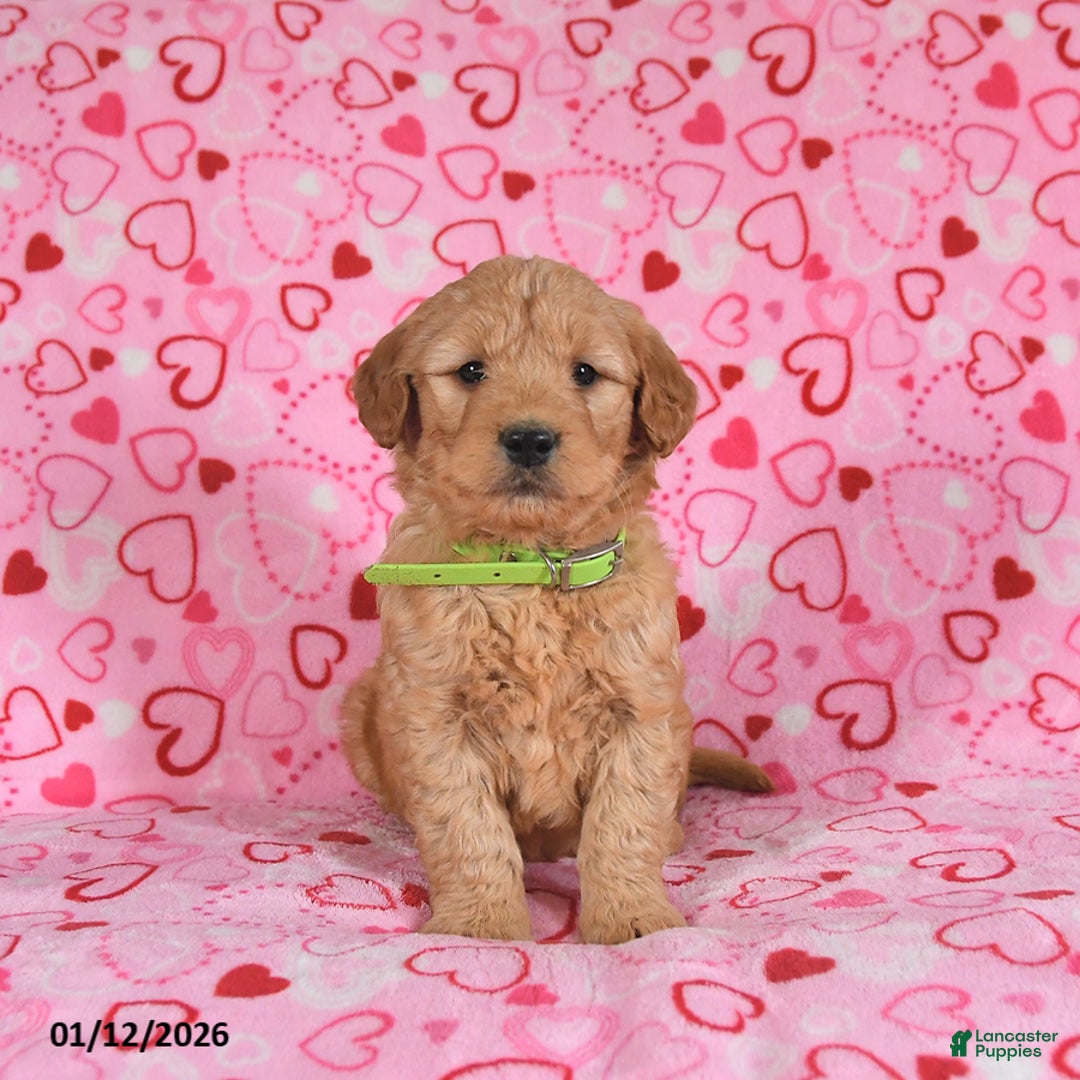 Goldendoodle dogs for sale: Bandit - Ad 3