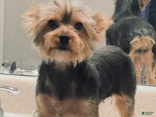 Yorkshire Terrier dogs Yorkshire Terrier Puppy 1 - Ad 12