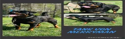 Rottweiler dogs for sale: Rottweiler 2 - Ad 3