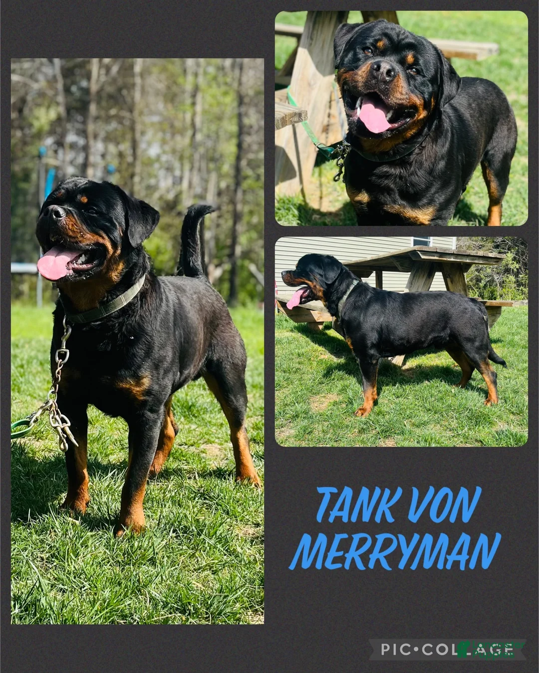 Rottweiler dogs for sale: Rottweiler 2 - Ad 3