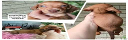 Miniature Dachshund dogs for sale: Sugar pies red girl. Hand delivery  - Ad 2