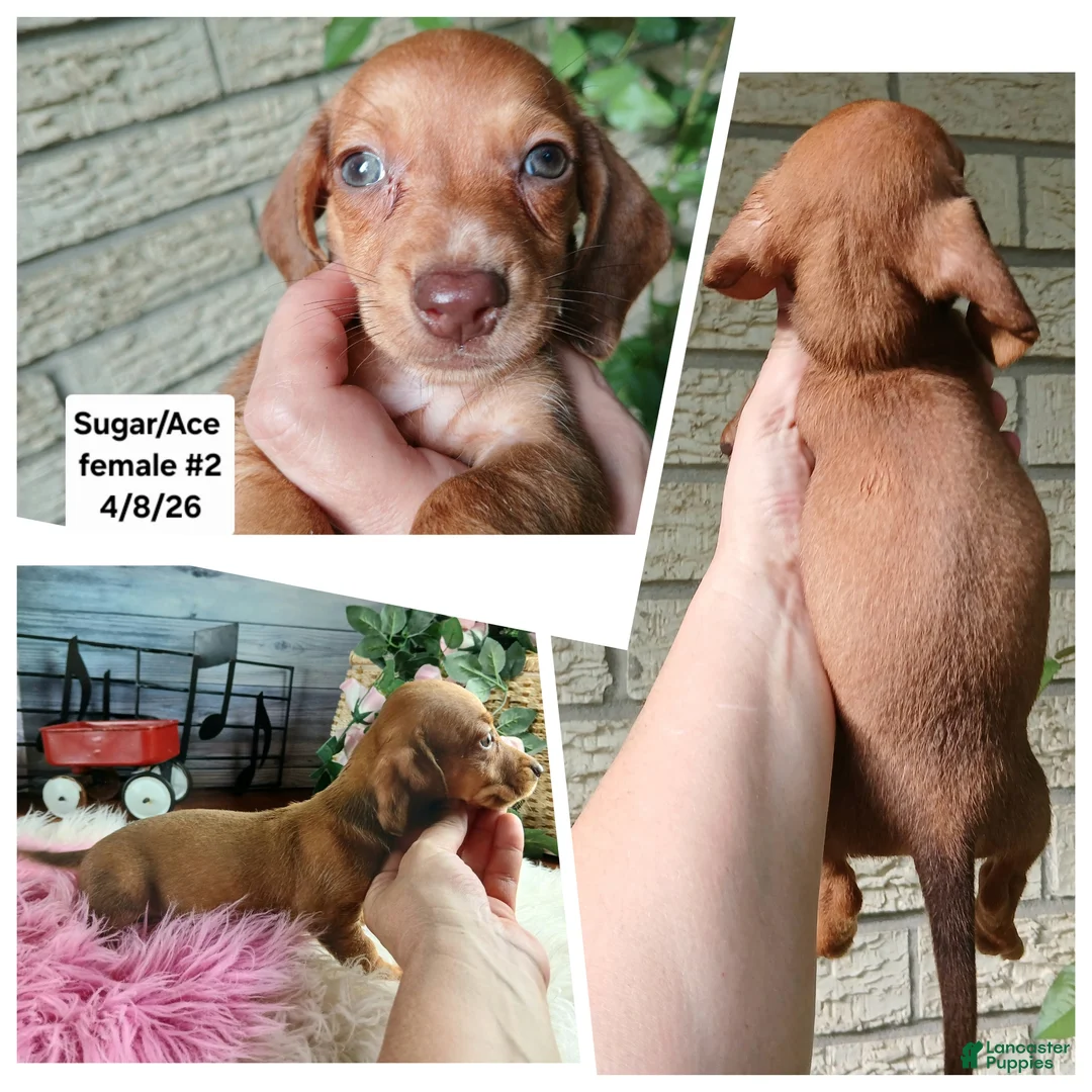 Miniature Dachshund dogs for sale: Sugar pies red girl. Hand delivery  - Ad 2