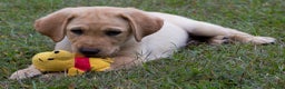Labrador Retriever dogs for sale: Shadow - Ad 2
