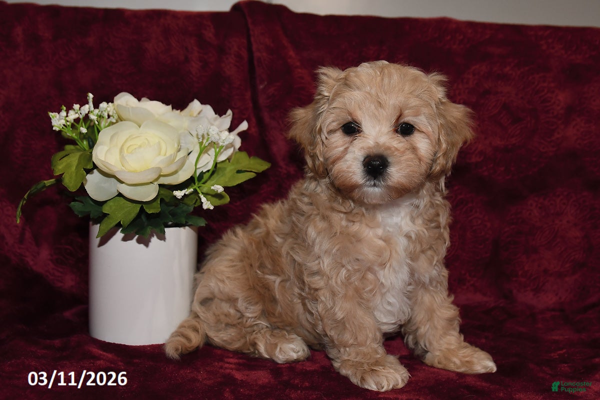Maltipoo dogs Cash - Ad 1