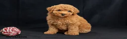 Mini Goldendoodle dogs for sale: Donna - Ad 4