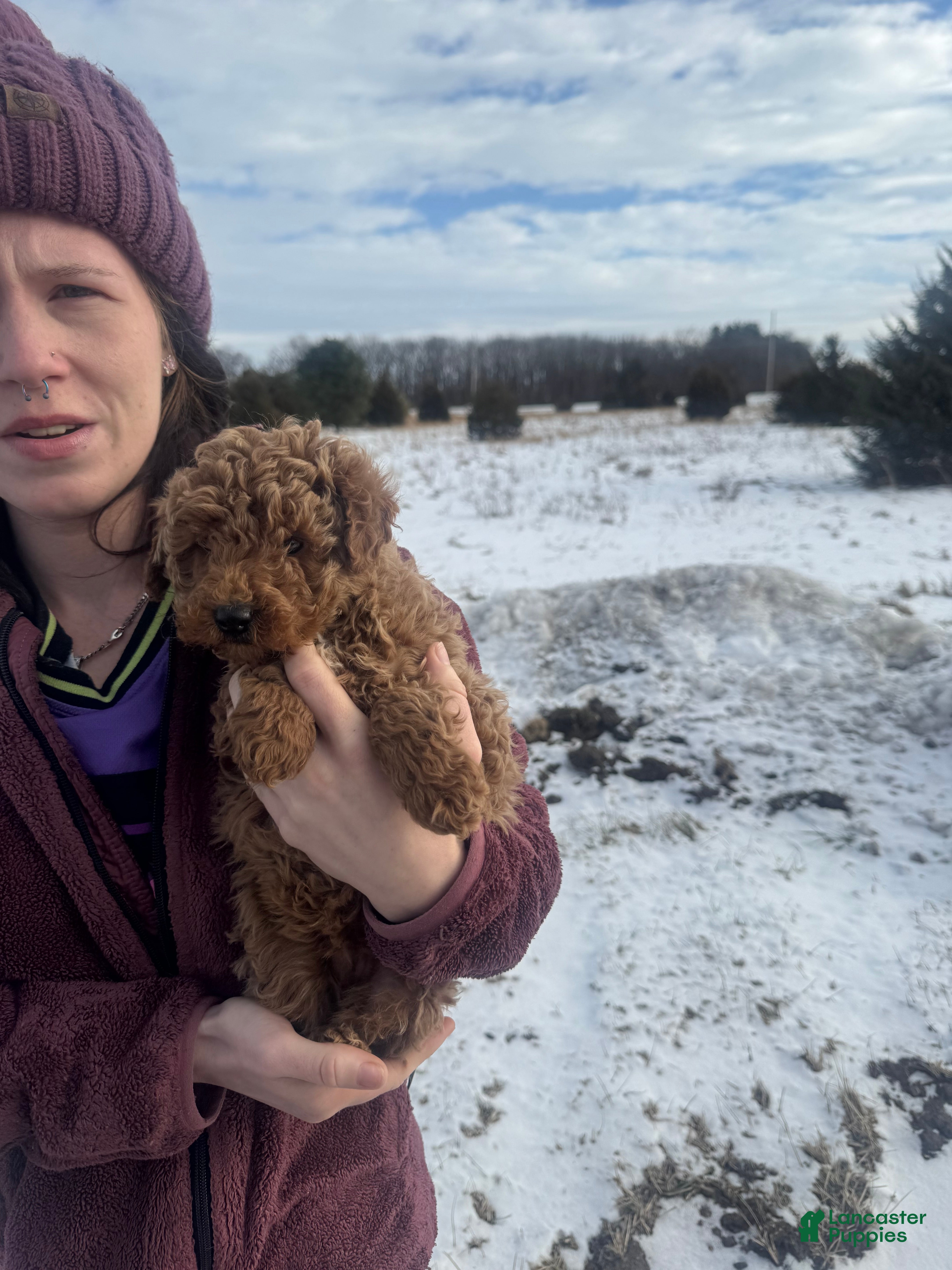 Mini Goldendoodle dogs Mini Goldendoodle Puppy 2 - Ad 13