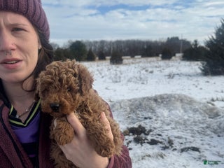 Mini Goldendoodle dogs Mini Goldendoodle Puppy 2 - Ad 3