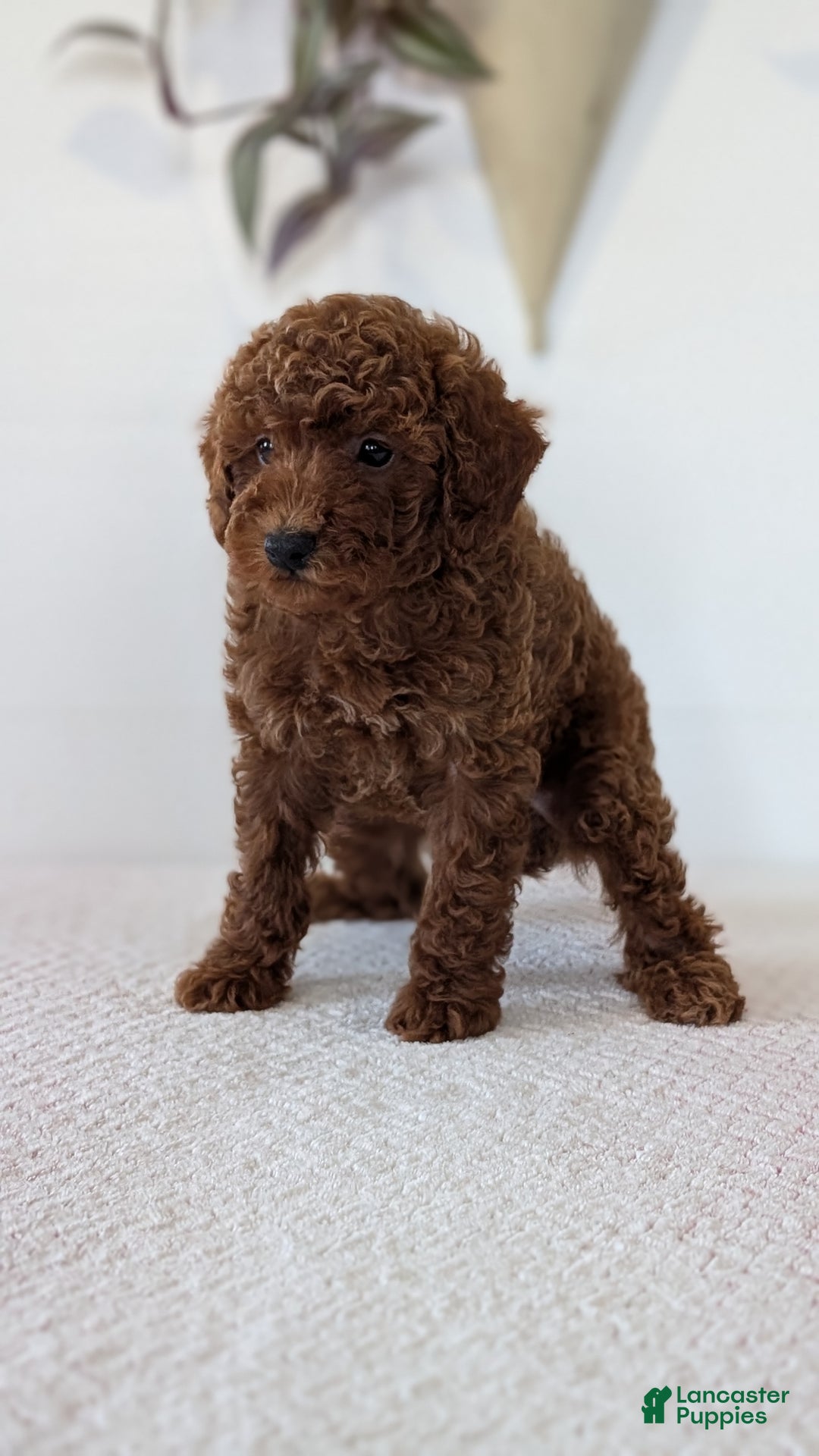 Toy Poodle dogs for sale: Carter - Ad 6