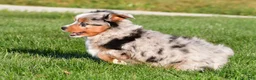 Miniature Australian Shepherd dogs for sale: Anika - Ad 16
