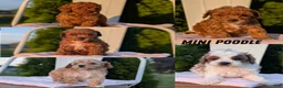 Miniature Poodle dogs for sale: Hazel - Ad 13
