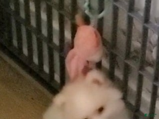 Pomeranian dogs - Ad 22