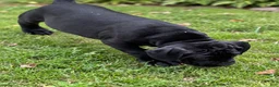 Cane Corso dogs for sale: Cane Corso 1 - Ad 4