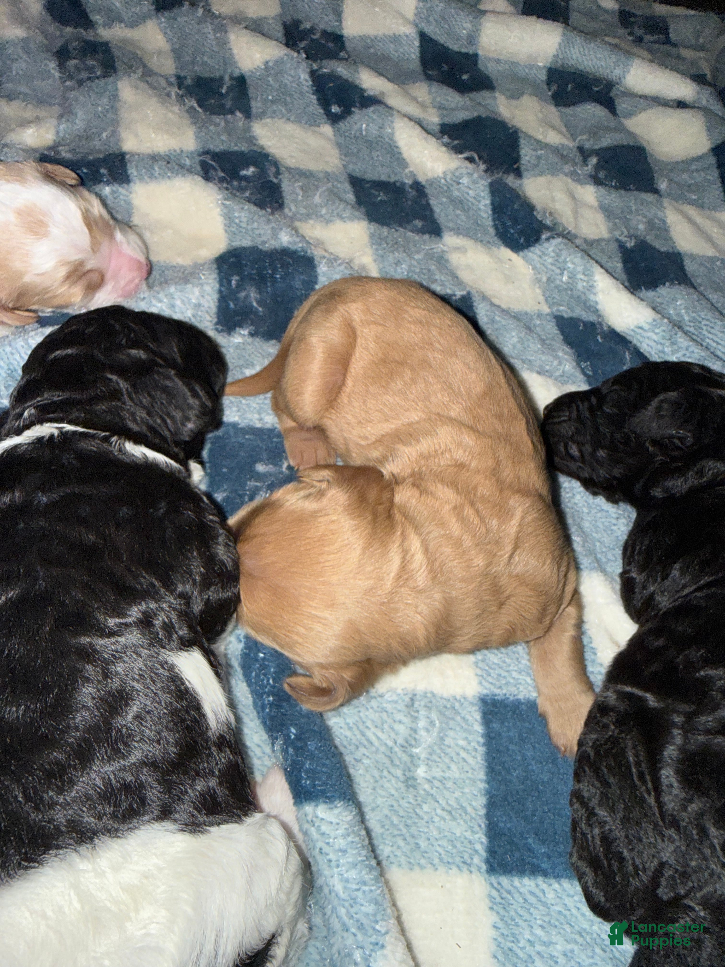 Goldendoodle dogs Goldendoodle Puppy 3 - Ad 39