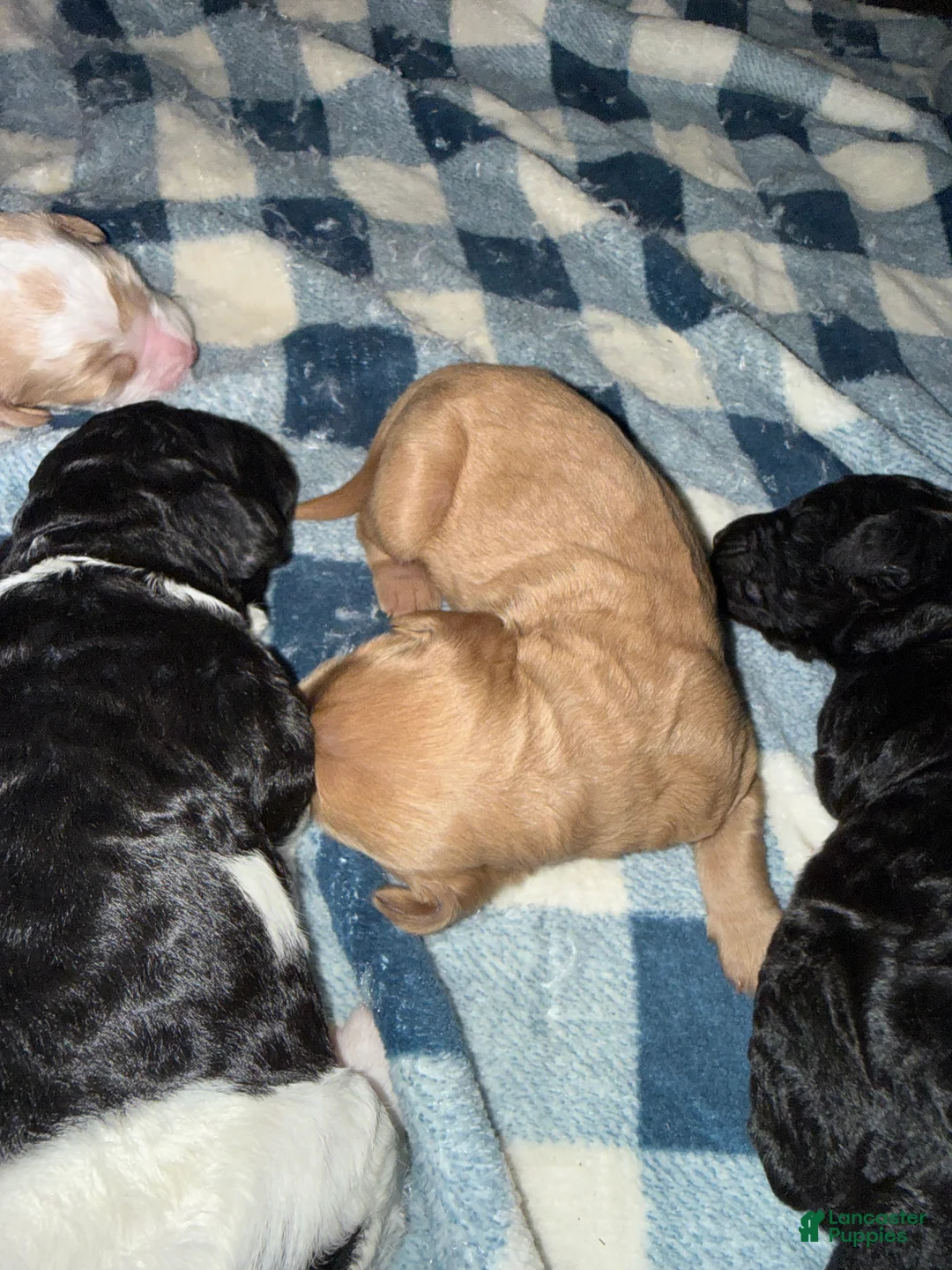 Goldendoodle dogs for sale: Goldendoodle Puppy 3 - Ad 1