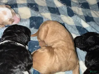 Goldendoodle dogs Goldendoodle Puppy 3 - Ad 39