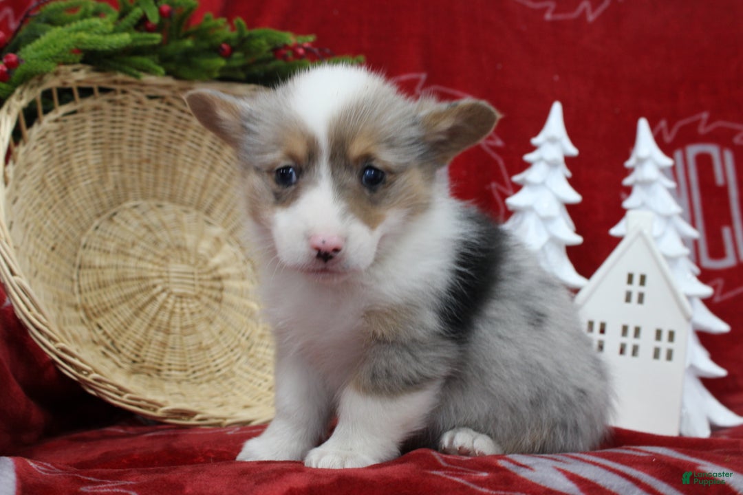 Welsh Corgi Pembroke dogs for sale: Beverly - Ad 2