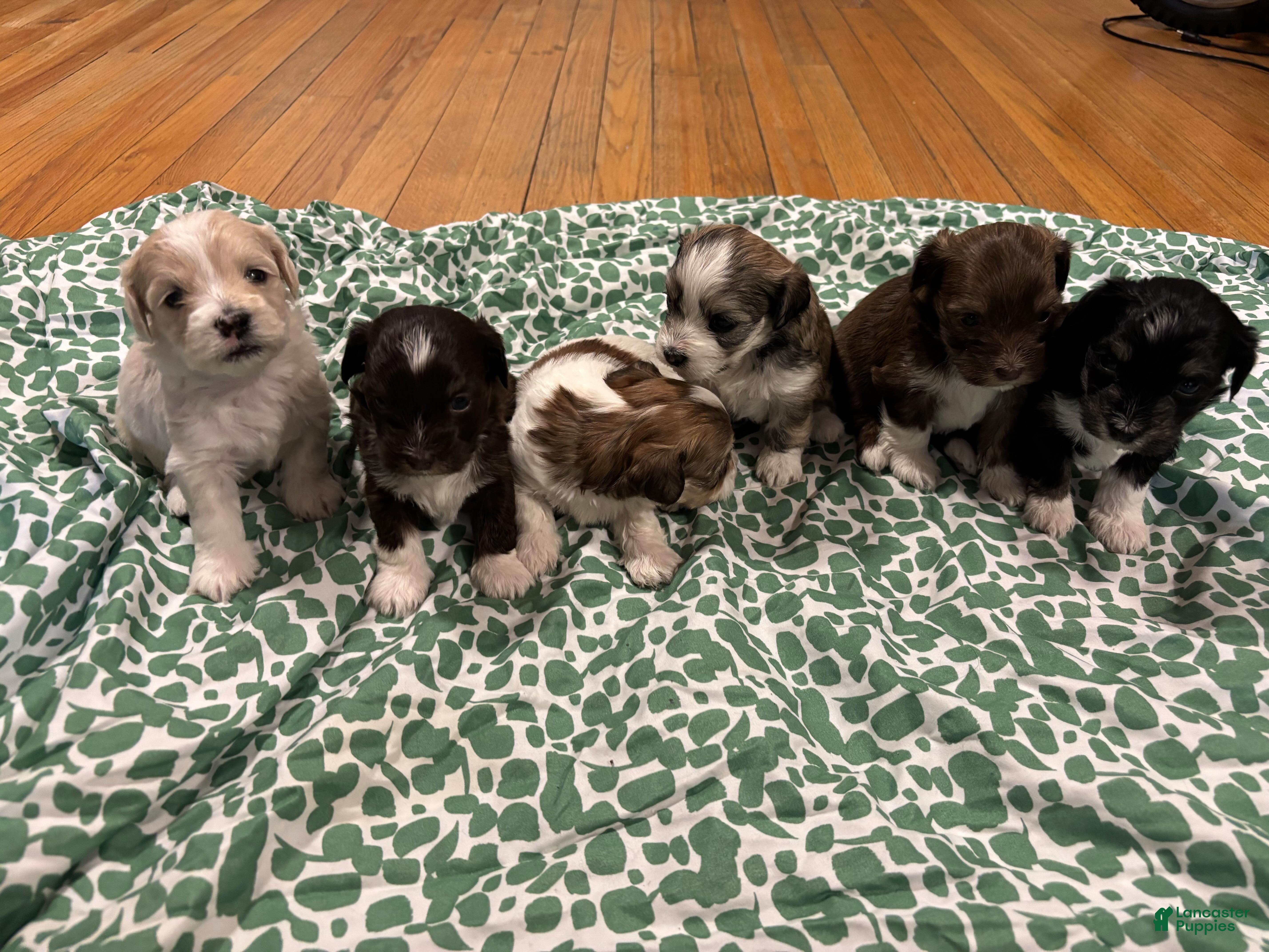 Shih Tzu dogs Shih Tzu Puppy 1 - Ad 27