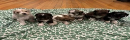 Shih Tzu dogs for sale: Shih Tzu Puppy 1 - Ad 1