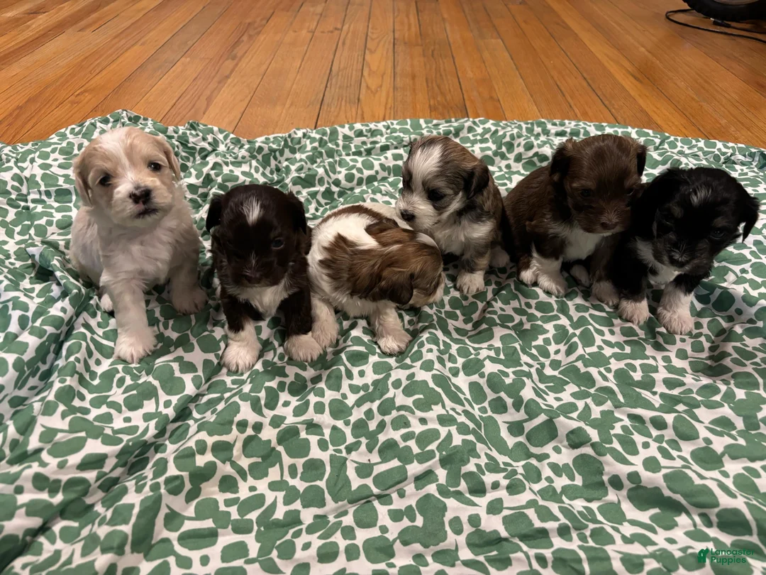 Shih Tzu dogs for sale: Shih Tzu Puppy 1 - Ad 1