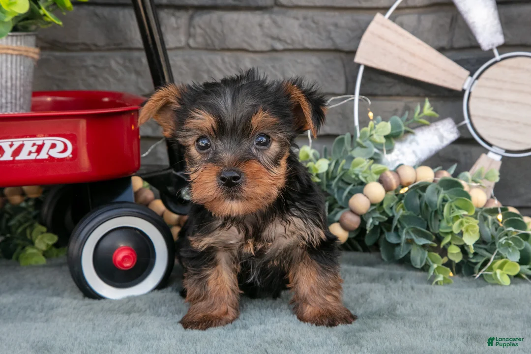 Yorkshire Terrier dogs for sale: Banjo - Ad 1