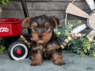 Yorkshire Terrier dogs Banjo - Ad 31