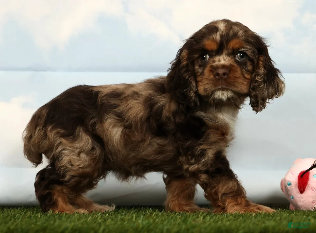 Cocker Spaniel dogs for sale: Haven - Ad 1