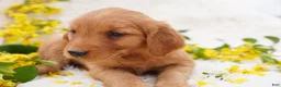 Golden Retriever dogs for sale: May - AKC, Genetically Clear - Ad 5
