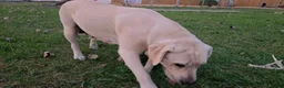 Labrador Retriever dogs for sale: Meet Your New Best Friend! Beautiful Yellow Male Labrador Retriever Puppies Available 💛 - Ad 10