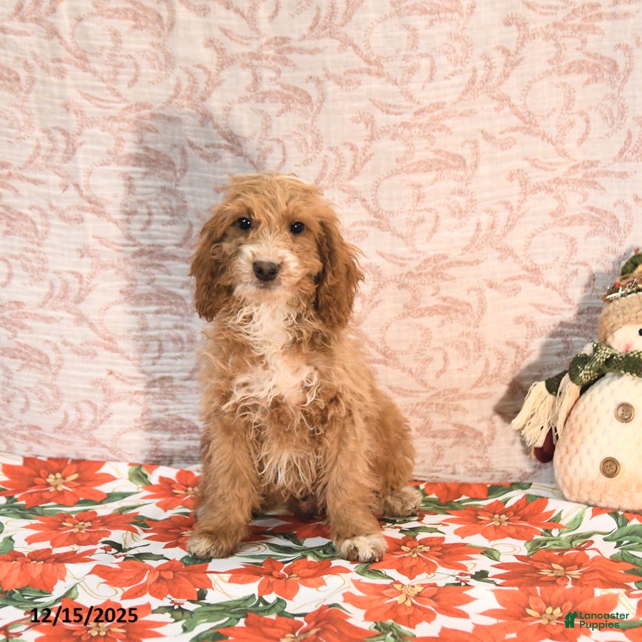 Cockapoo dogs Carter - Ad 25