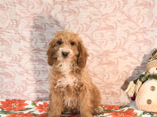 Cockapoo dogs Carter - Ad 35