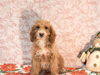 Cockapoo dogs Carter - Ad 1
