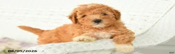 Miniature Poodle dogs for sale: Asher - Ad 4