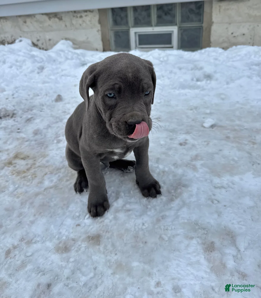 Cane Corso dogs for sale: Blue - Ad 2