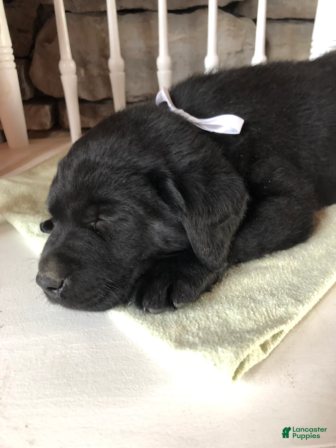 Labrador Retriever dogs for sale: Kaylee - Ad 2