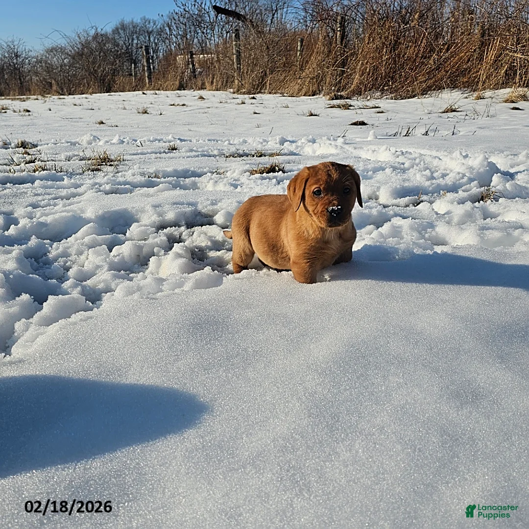 Labrador Retriever dogs for sale: Ashley - Ad 4