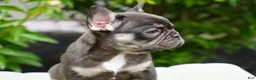 French Bulldog dogs for sale: Mochi - Ad 5