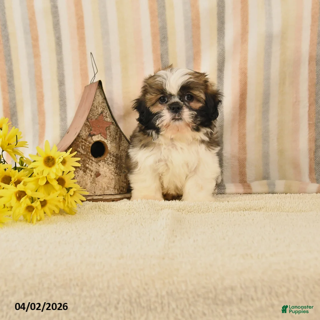 Shih Tzu dogs for sale: Max - Ad 1