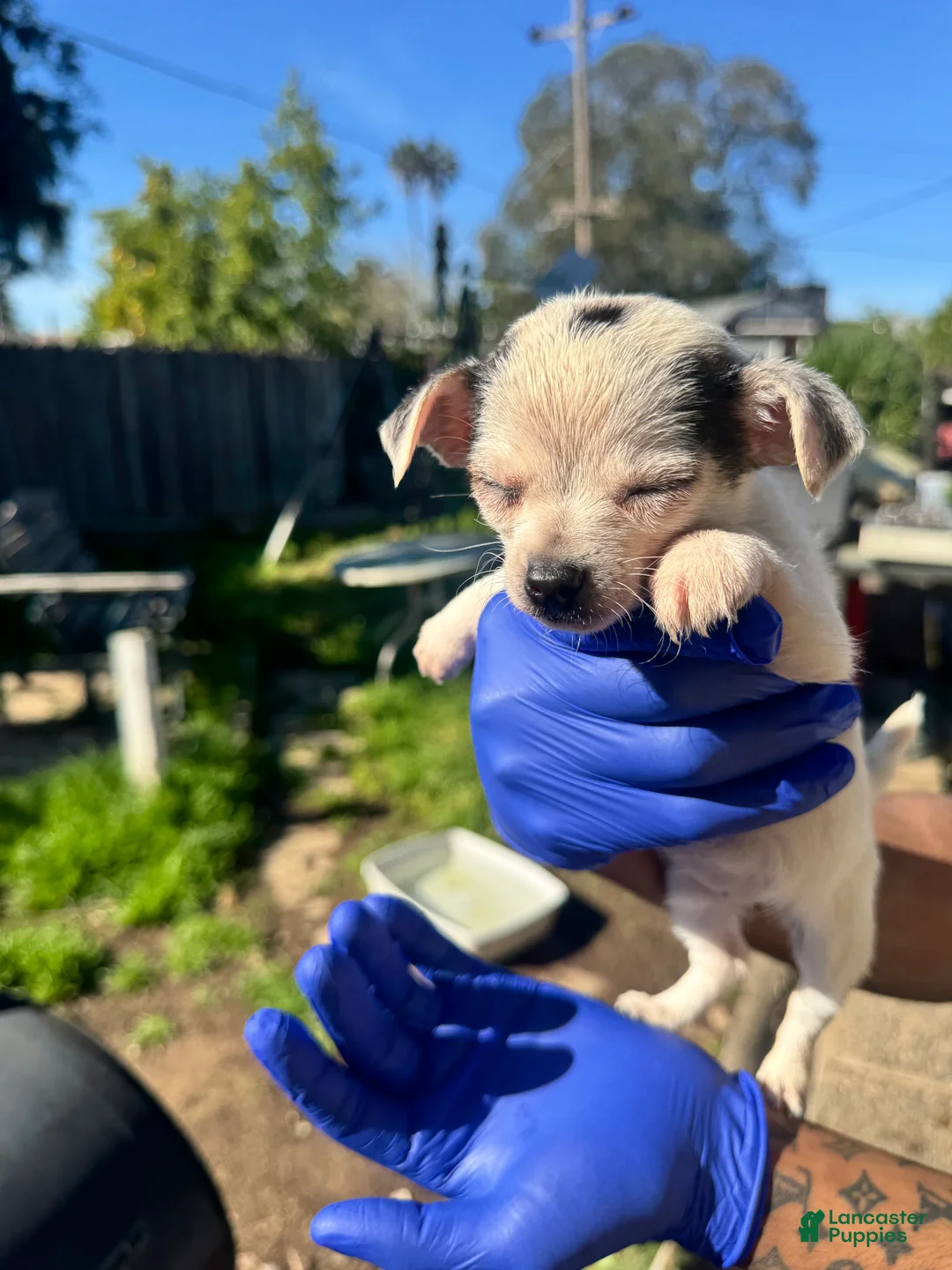 Mixed Breed dogs for sale: Mixed Breed Puppy 3 - Ad 1