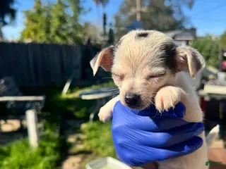 Mixed Breed dogs Mixed Breed Puppy 3 - Ad 19